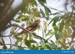 Image result for Locustella fluviatilis