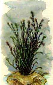 Attēlu rezultāti vaicājumam “Cinclidotus danubicus”