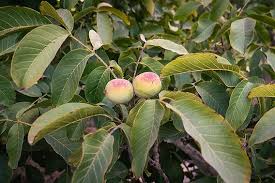 Attēlu rezultāti vaicājumam “Juglans regia”