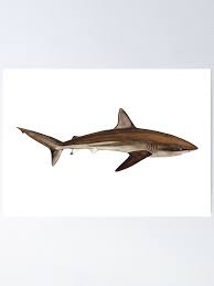 Image result for Carcharhinus brachyurus