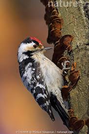 Attēlu rezultāti vaicājumam “Dendrocopos minor”