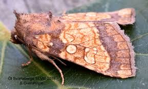 Attēlu rezultāti vaicājumam “Gortyna flavago”