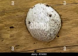 Attēlu rezultāti vaicājumam “Reticularia lycoperdon spores”