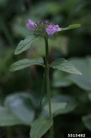 Attēlu rezultāti vaicājumam “Clinopodium vulgare fruit”