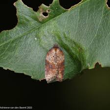 Attēlu rezultāti vaicājumam “Acleris bergmanniana”