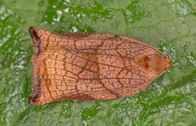 Attēlu rezultāti vaicājumam “Archips podana female”
