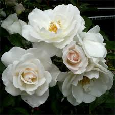 「アイスバーグ」の画像検索結果