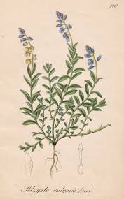 Attēlu rezultāti vaicājumam “Polygala vulgaris”