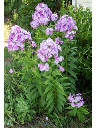 Attēlu rezultāti vaicājumam “Phlox paniculata”