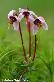 Attēlu rezultāti vaicājumam “Oxycoccus flower”