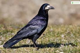Attēlu rezultāti vaicājumam “Corvus frugilegus”