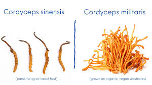 Attēlu rezultāti vaicājumam “Cordyceps militaris”