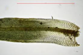 Attēlu rezultāti vaicājumam “Tortula subulata sporophyte”