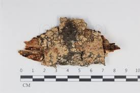 Attēlu rezultāti vaicājumam “Basidioradulum radula”