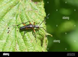 Attēlu rezultāti vaicājumam “Stenocorus meridianus”