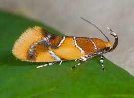 Attēlu rezultāti vaicājumam “Epicallima formosella”