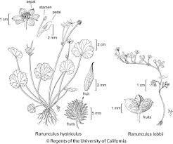 Attēlu rezultāti vaicājumam “Ranunculus sceleratus fruit”