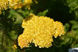 Image result for Achillea millefolium