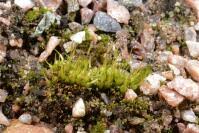 Attēlu rezultāti vaicājumam “Funariales”