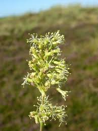 Attēlu rezultāti vaicājumam “Silene otites”