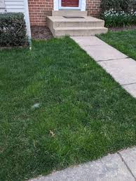 Attēlu rezultāti vaicājumam “Poa trivialis”