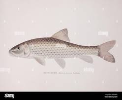 Image result for Minytrema melanops