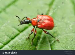 Attēlu rezultāti vaicājumam “Apoderus coryli”