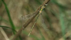 Attēlu rezultāti vaicājumam “Lestes virens female”
