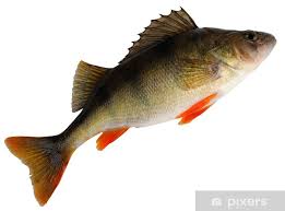 Attēlu rezultāti vaicājumam “Perca fluviatilis”