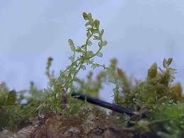 Attēlu rezultāti vaicājumam “Cladopodiella francisci”