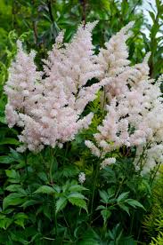 Image result for Astilbe