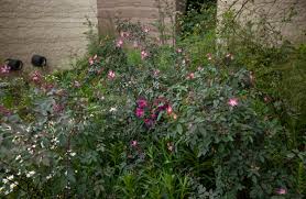 Attēlu rezultāti vaicājumam “Rosa glauca”
