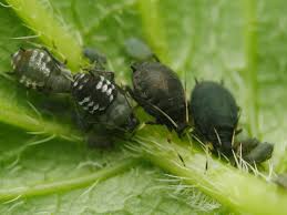 Attēlu rezultāti vaicājumam “Aphis fabae”