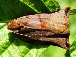 Attēlu rezultāti vaicājumam “Archips podana female”