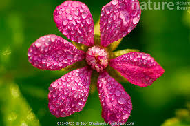 Attēlu rezultāti vaicājumam “Rubus arcticus flower”