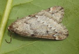 Attēlu rezultāti vaicājumam “Alsophila aescularia”