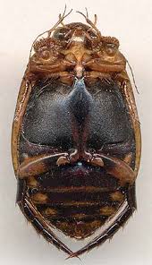 Attēlu rezultāti vaicājumam “Acilius sulcatus female”