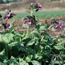 Attēlu rezultāti vaicājumam “Pulmonaria saccharata leaf”