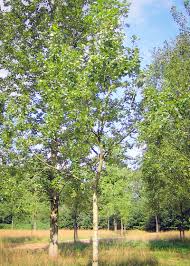 Attēlu rezultāti vaicājumam “Populus x jackii”