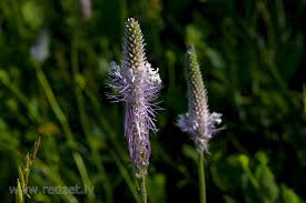 Attēlu rezultāti vaicājumam “Plantago media”