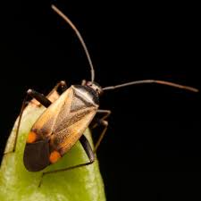 Attēlu rezultāti vaicājumam “Adelphocoris seticornis”