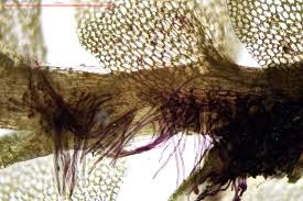 Attēlu rezultāti vaicājumam “Jungermannia hyalina”