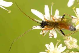 Attēlu rezultāti vaicājumam “Arge ustulata”