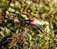 Attēlu rezultāti vaicājumam “Scaphidium quadrimaculatum”
