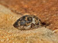 Attēlu rezultāti vaicājumam “Anthrenus museorum”