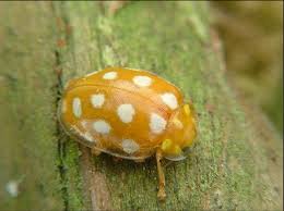 Attēlu rezultāti vaicājumam “Halyzia sedecimguttata”