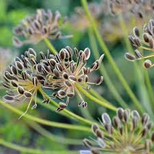 Attēlu rezultāti vaicājumam “Anethum graveolens flower”