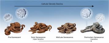 Image result for Enteroctopus dofleini
