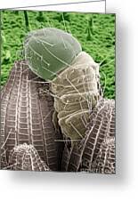 Attēlu rezultāti vaicājumam “Pieris brassicae larva”