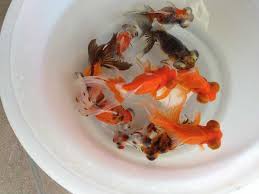 Image result for 出目金